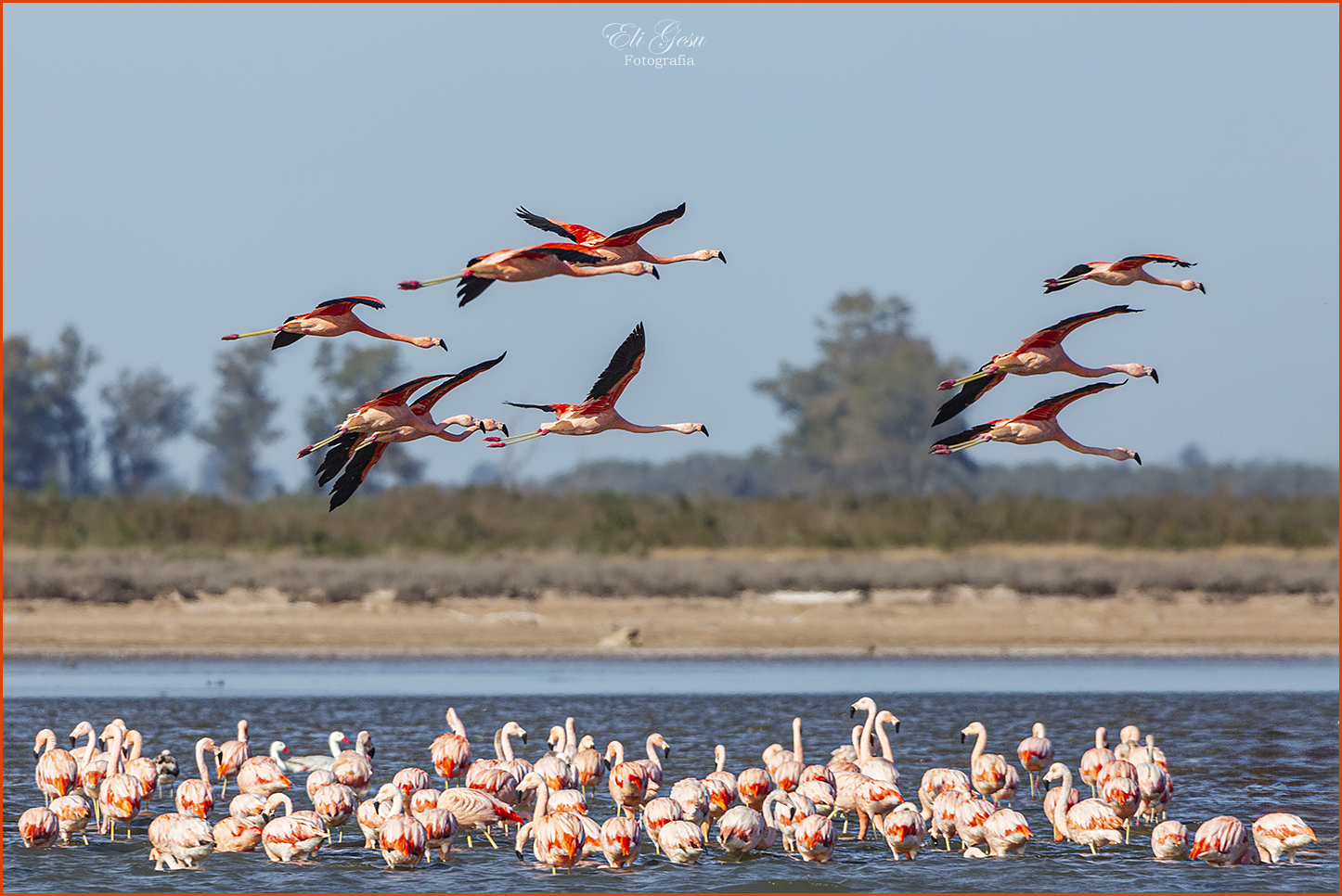 Flamencos