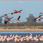 Flamencos