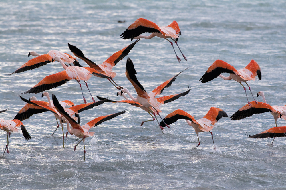 Flamencos de chile