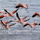 Flamencos de chile