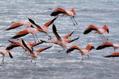 Flamencos de chile