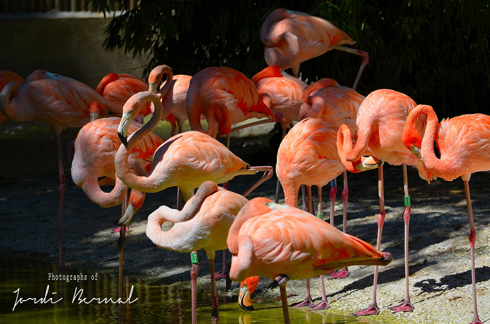 Flamencos de Cuba y flamencos de chile.