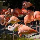 Flamencos de Cuba y flamencos de chile.