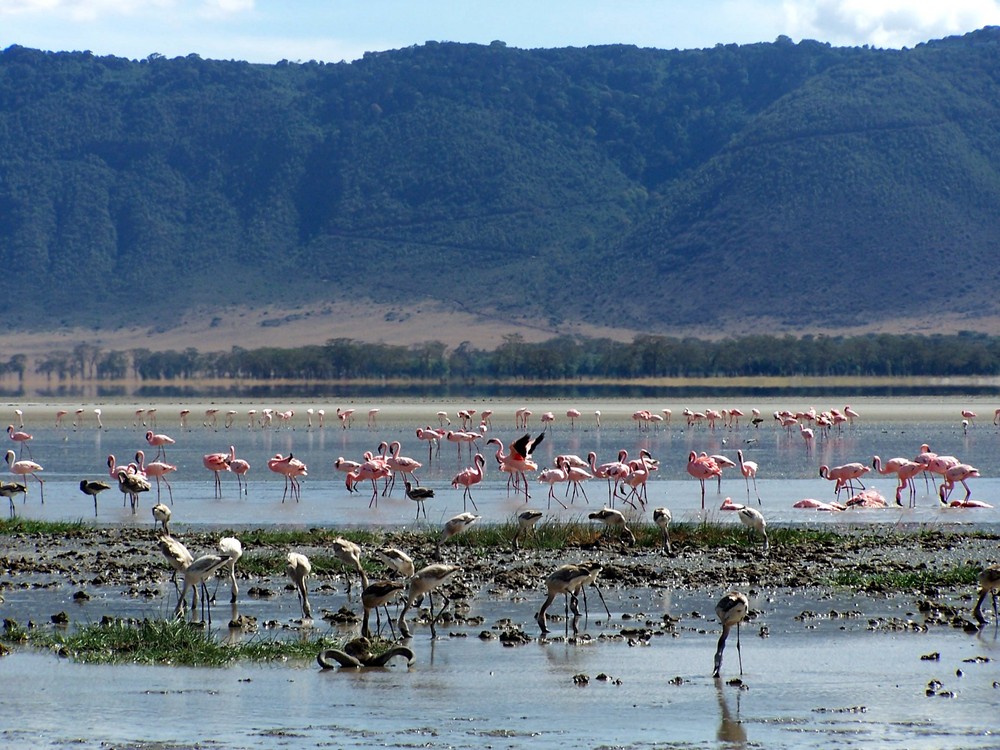 Flamencos del Ngorongoro