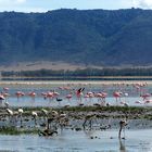 Flamencos del Ngorongoro