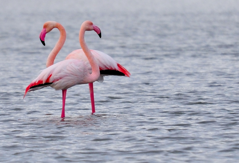 Flamencos