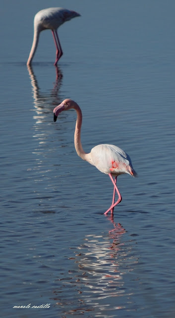 flamencos