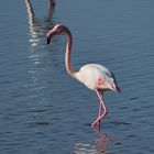 flamencos