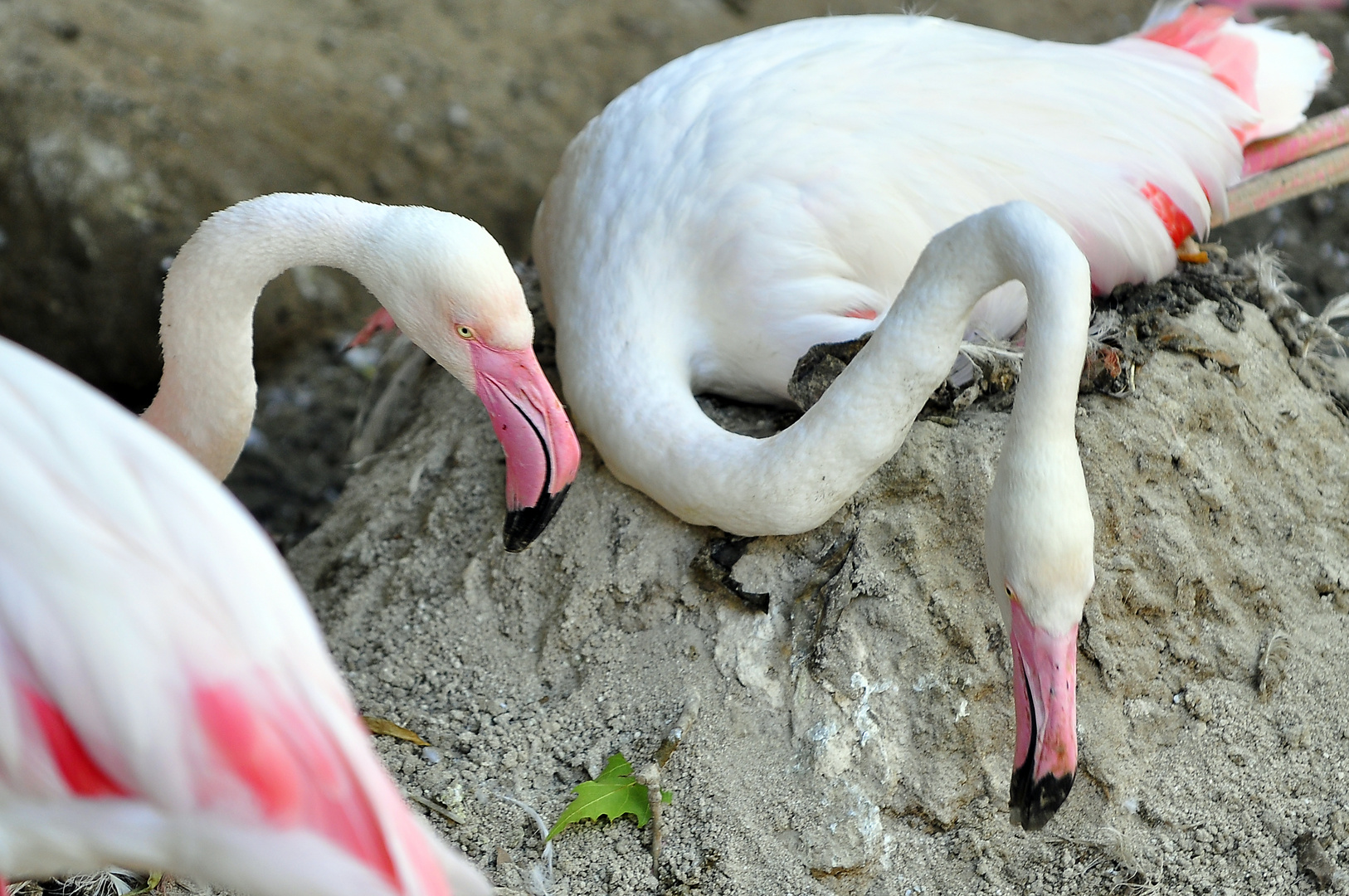 Flamencos