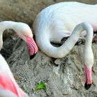 Flamencos