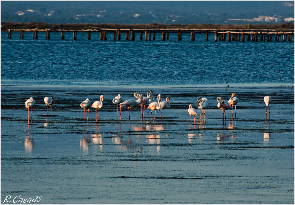 Flamencos en el Delta del Ebro