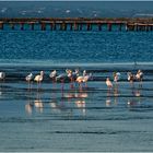 Flamencos en el Delta del Ebro