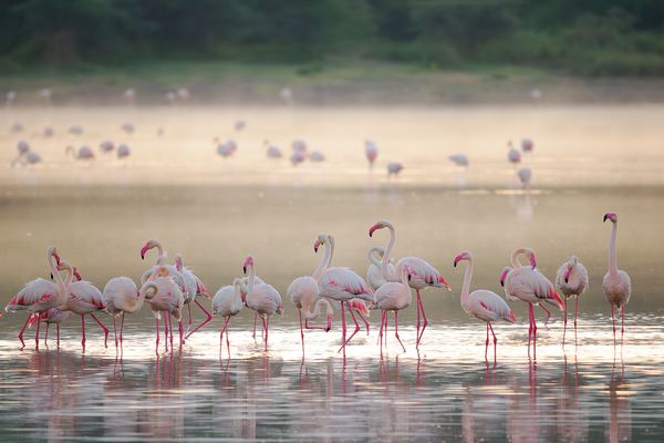 Flamencos en el lake Ndutu