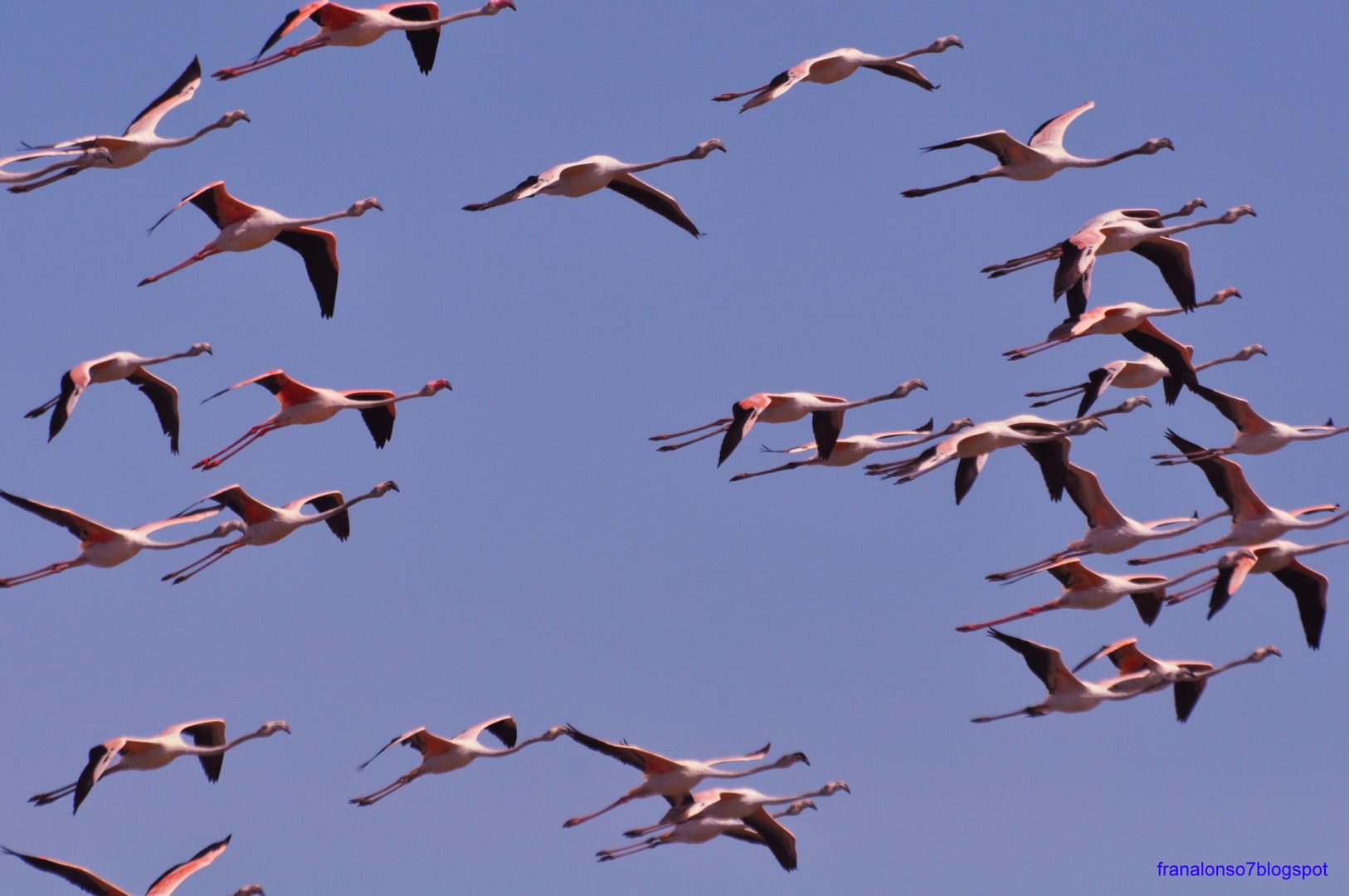 Flamencos en la Marisma de Odiel