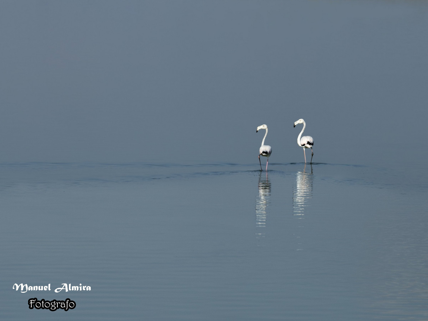 Flamencos en la Niebla