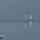 Flamencos en la Niebla