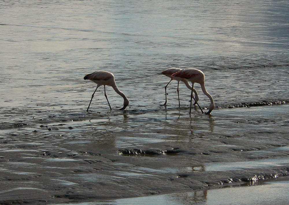 Flamencos en la ría de San Clemente del Tuyú