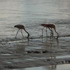 Flamencos en la ría de San Clemente del Tuyú