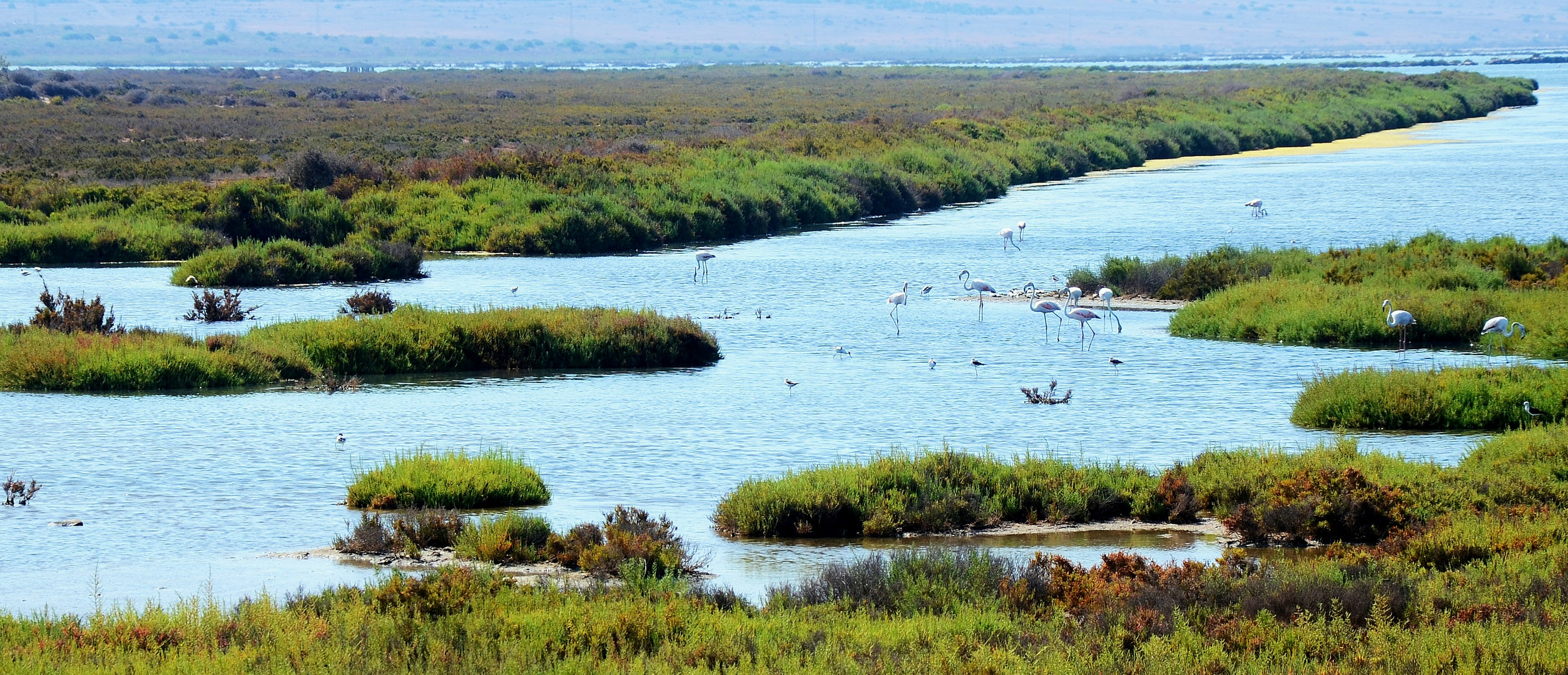 flamencos en la salina