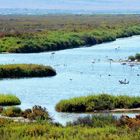 flamencos en la salina