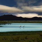 Flamencos en Llancanelo