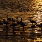 Flamencos en Pisco