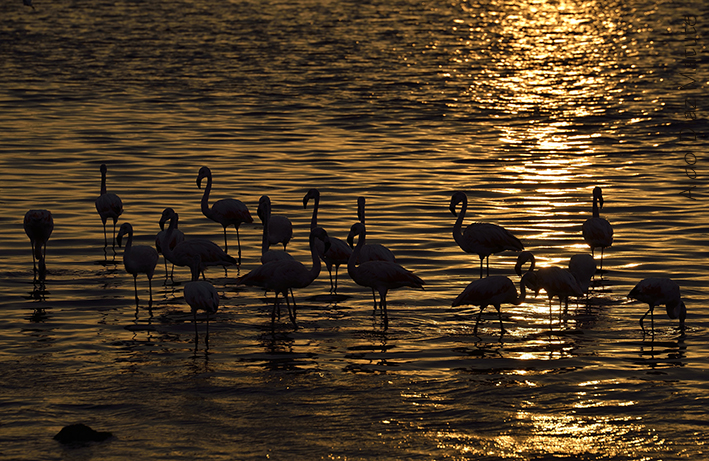 Flamencos en Pisco