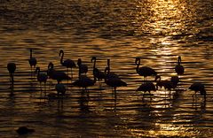 Flamencos en Pisco