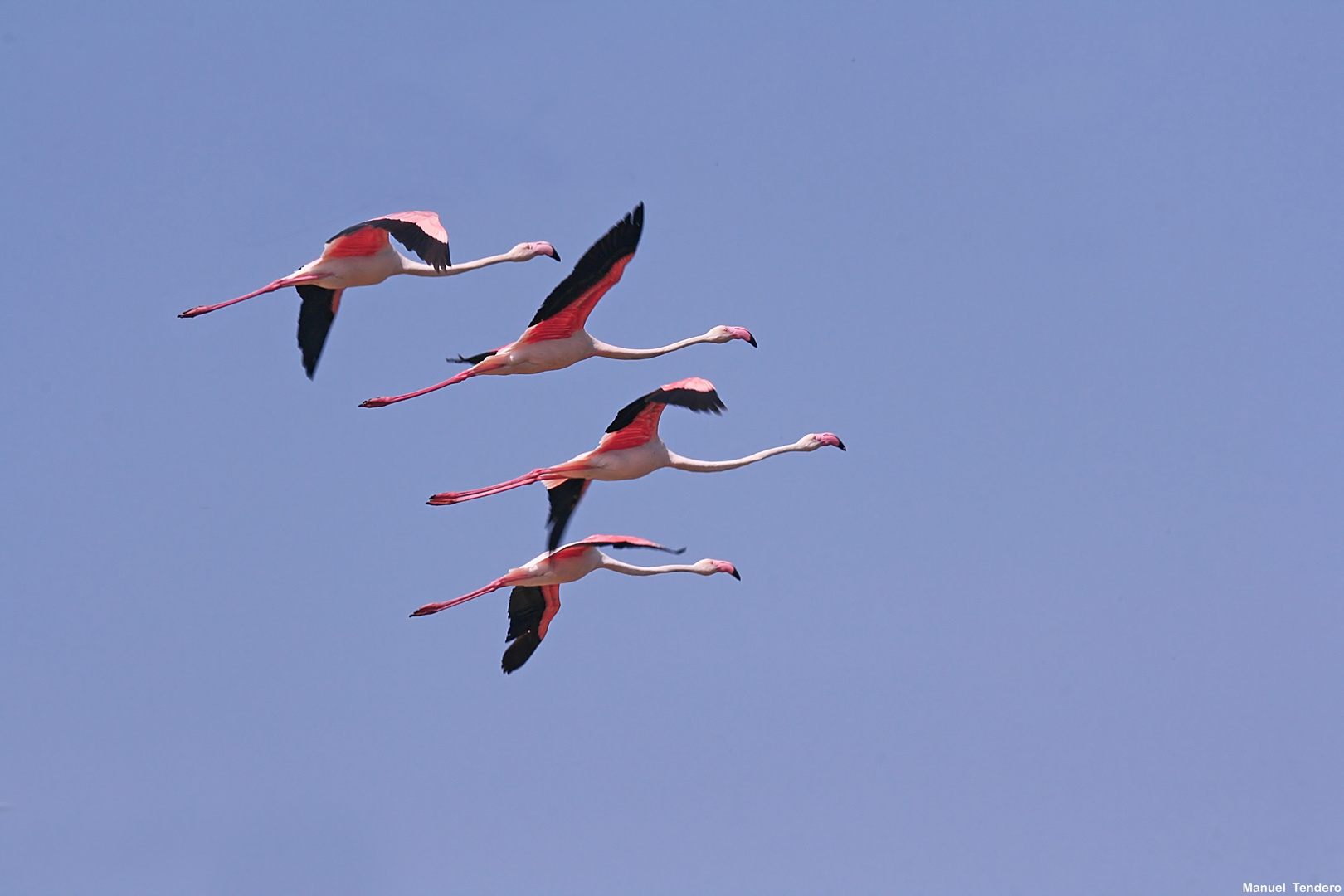 FLAMENCOS EN VUELO