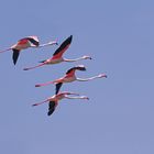 FLAMENCOS EN VUELO