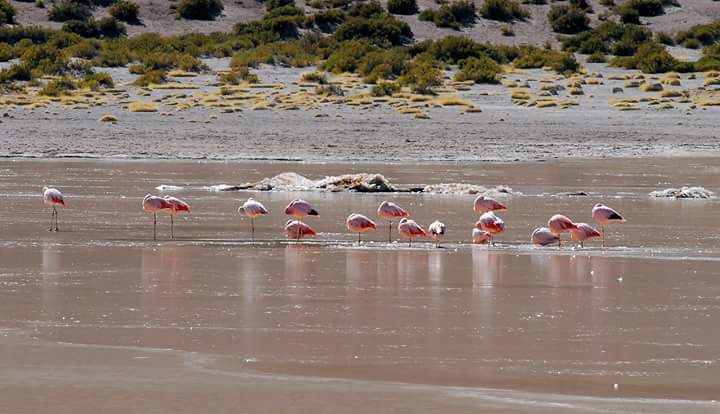 Flamencos 