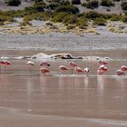 Flamencos 