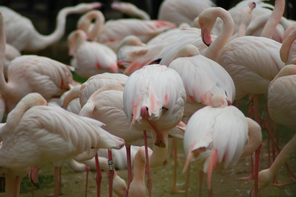 FLAMENCOS