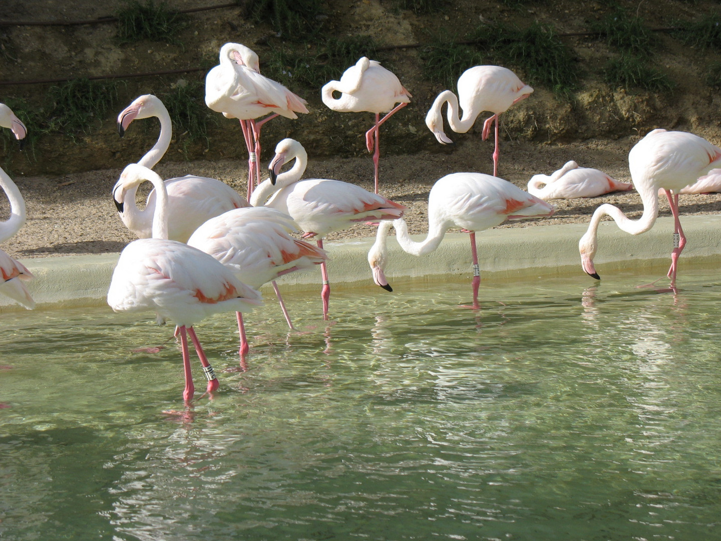 Flamencos Gaditanos