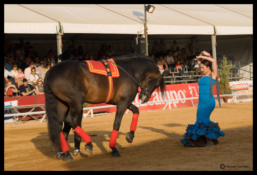 Flamenco's Horse