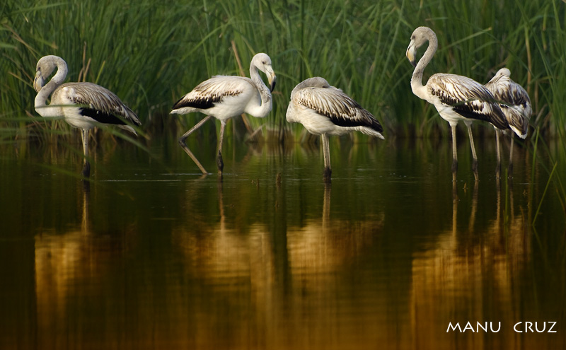 Flamencos jóvenes