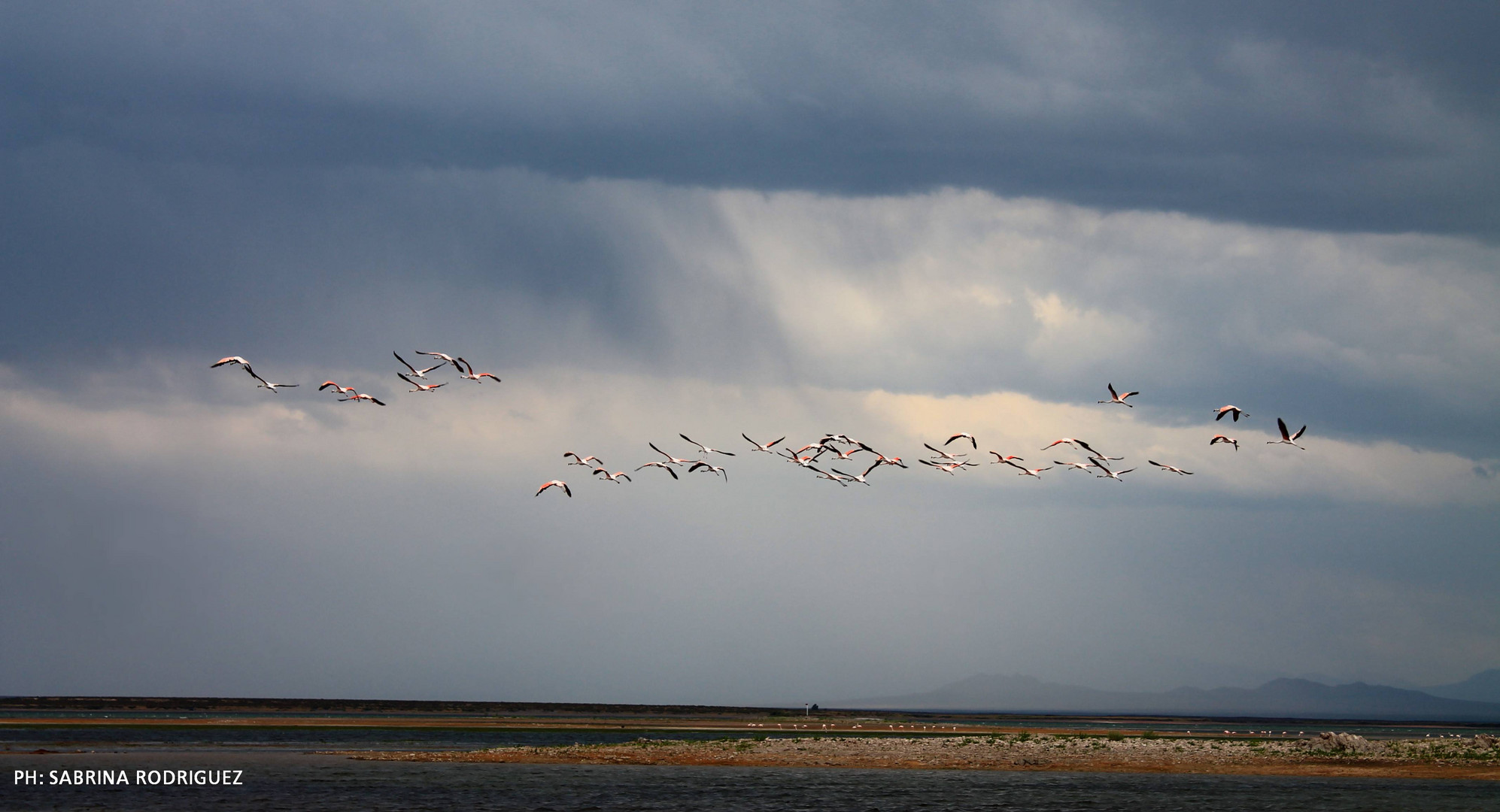 Flamencos libres