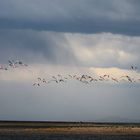 Flamencos libres