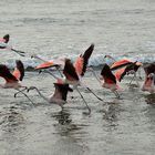 Flamencos partiendo vuelo