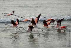 Flamencos partiendo vuelo