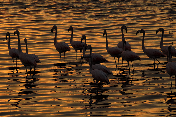 Flamencos Pisco Playa