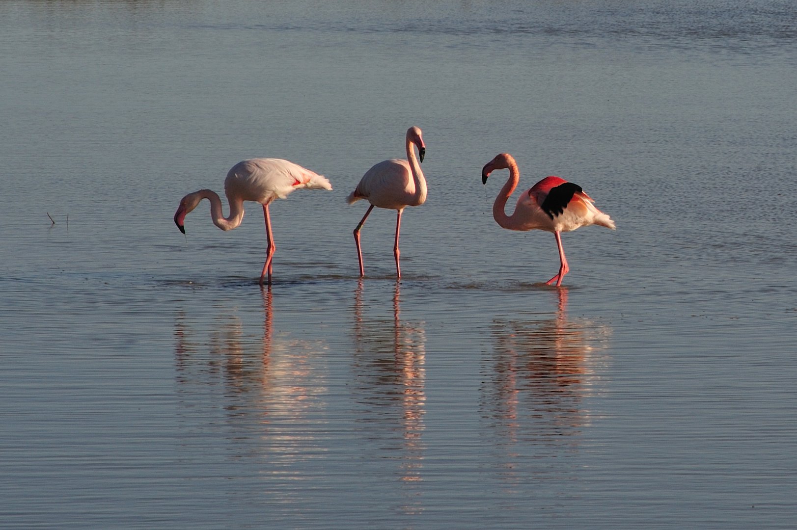 Flamencos rosa