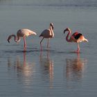 Flamencos rosa