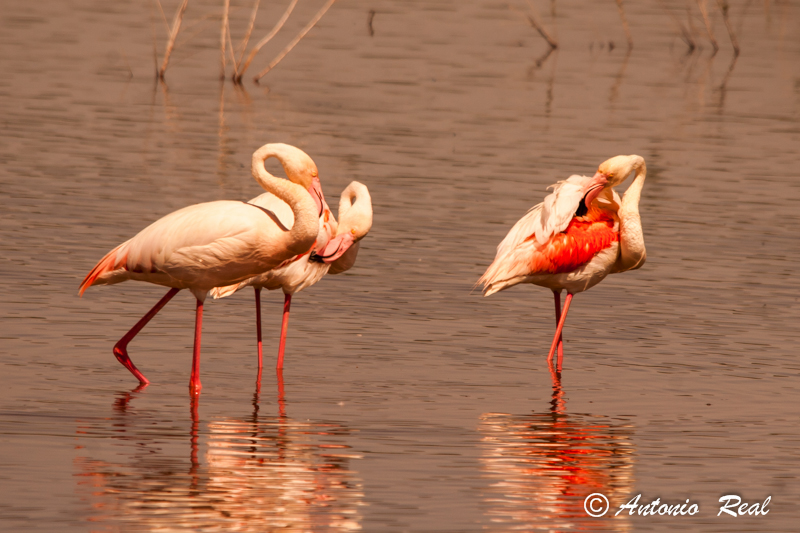 Flamencos rosa (Phoenicopterus ruber)