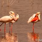 Flamencos rosa (Phoenicopterus ruber)