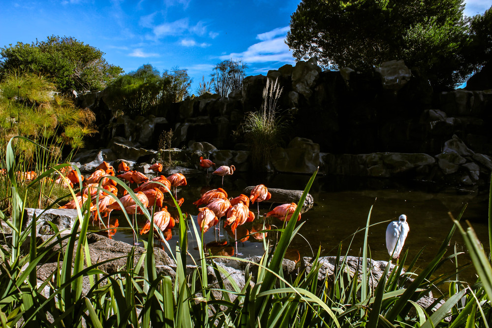 Flamencos rosados