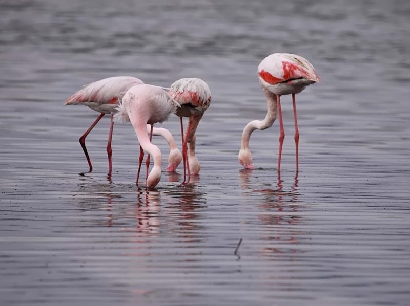 Flamencos rosas