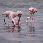 Flamencos rosas