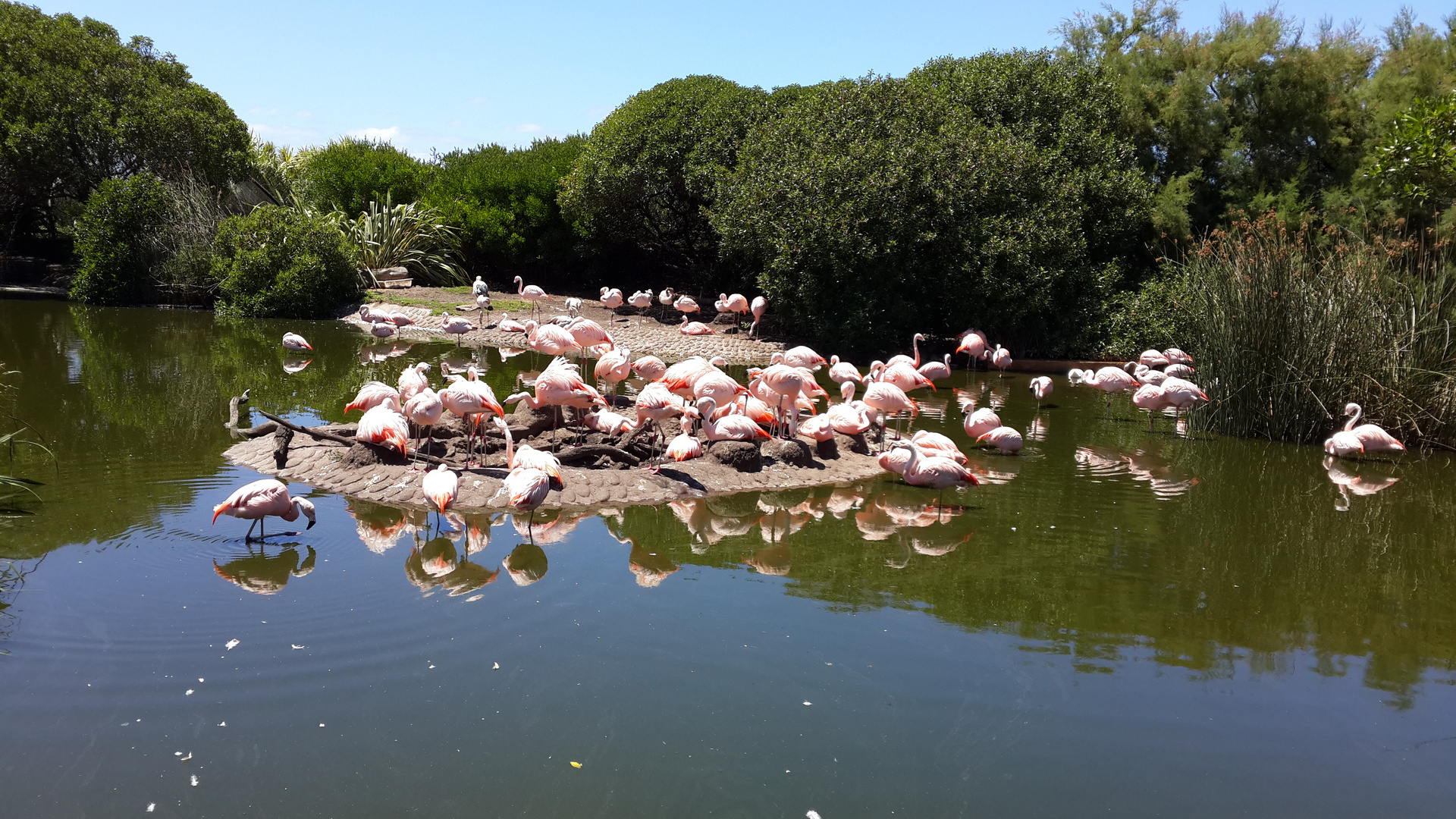 Flamencos salvajes