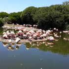 Flamencos salvajes